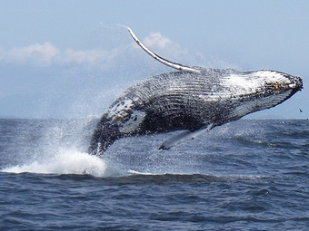 baleine samana