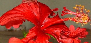 fleur republique dominicaine