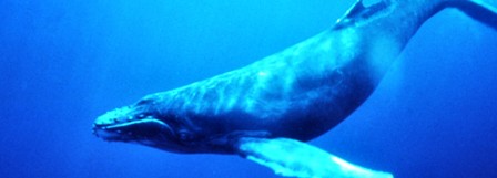 baleine republique dominicaine